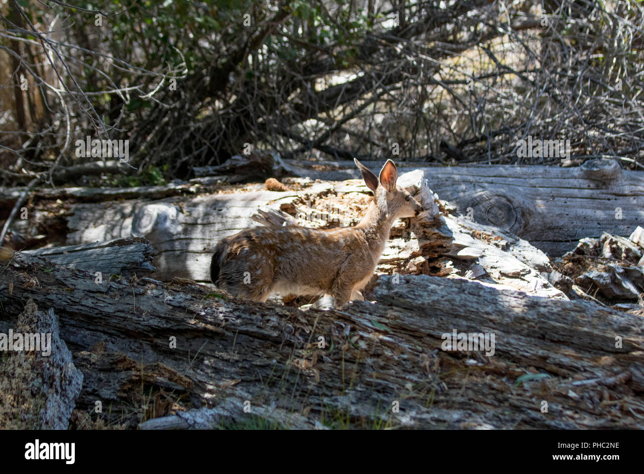 Un macchiato fulvo cerca la foresta per mangiare mentre sua madre attende nelle vicinanze. Foto Stock