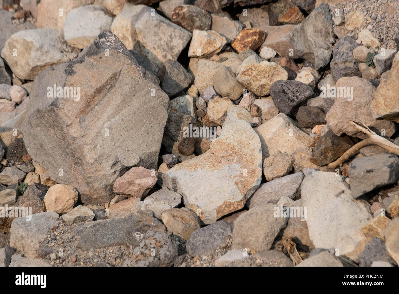Un giovane americano pika mantiene un occhio per i predatori su un pendio roccioso. Foto Stock