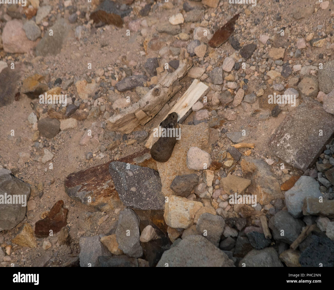 Un Americano pika tentativi per fondersi armoniosamente con i suoi dintorni nel Parco Nazionale vulcanico di Lassen, California Foto Stock