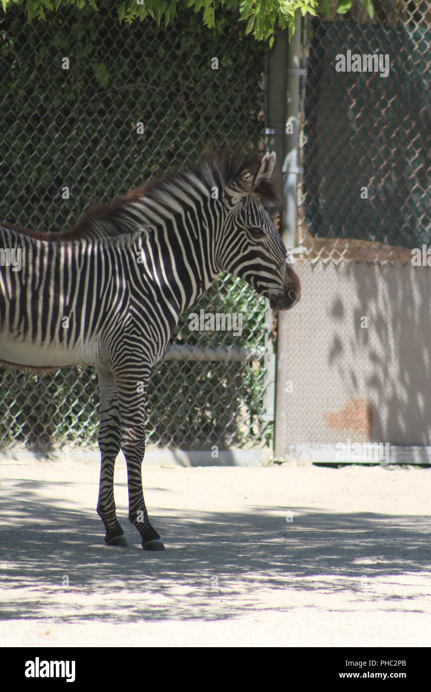 Di Grevy Zebra presso Brookfield Zoo Foto Stock