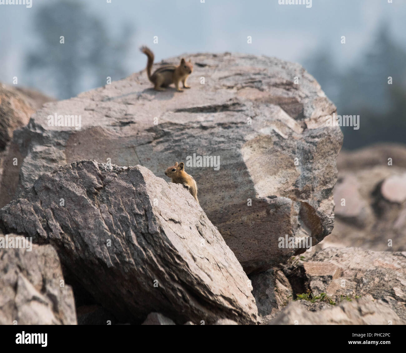 Golden-massa mantled scoiattoli scorazzano tra massi vicino Bumpass Hell a Nazione Lassen Park, California. Foto Stock