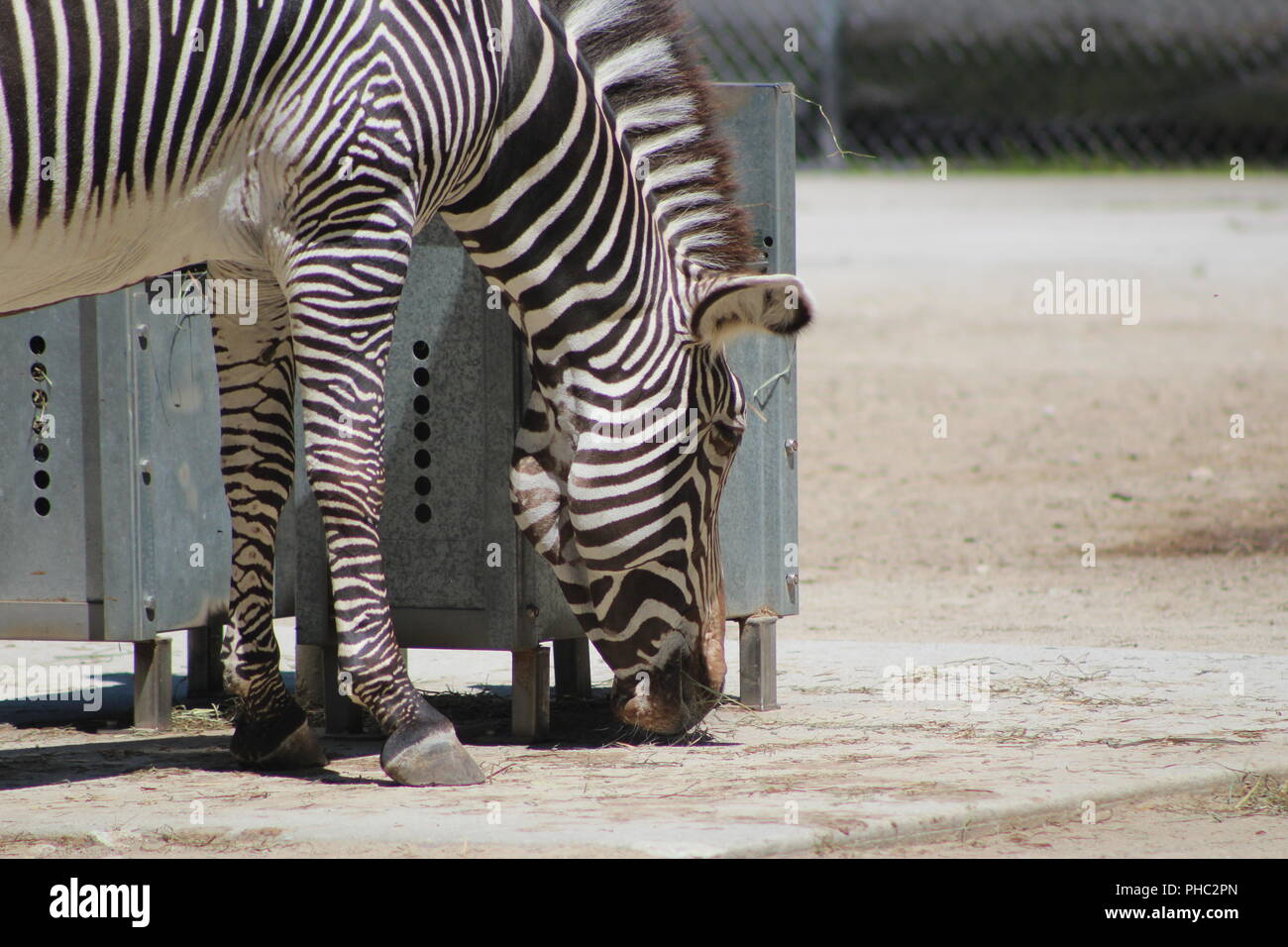 Di Grevy Zebra presso Brookfield Zoo Foto Stock