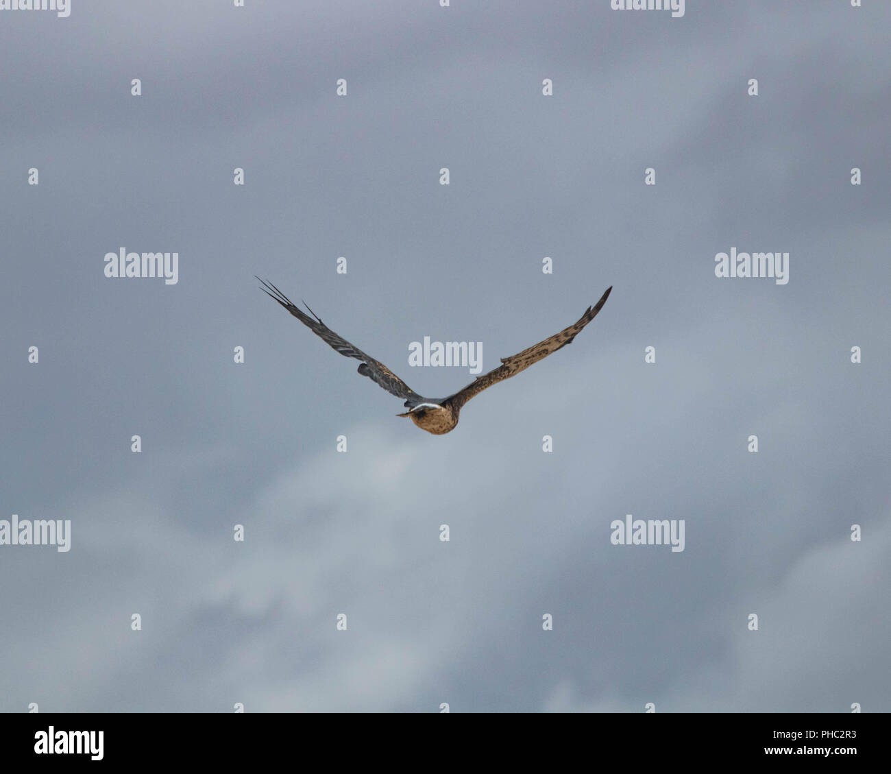 Un northern harrier prende il cielo sopra southeastern Oregon. Foto Stock