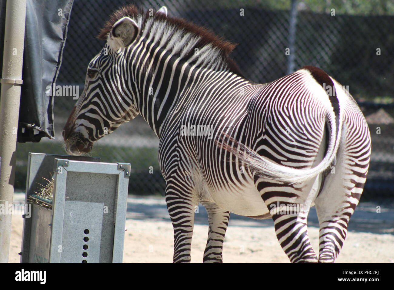 Di Grevy Zebra presso Brookfield Zoo Foto Stock