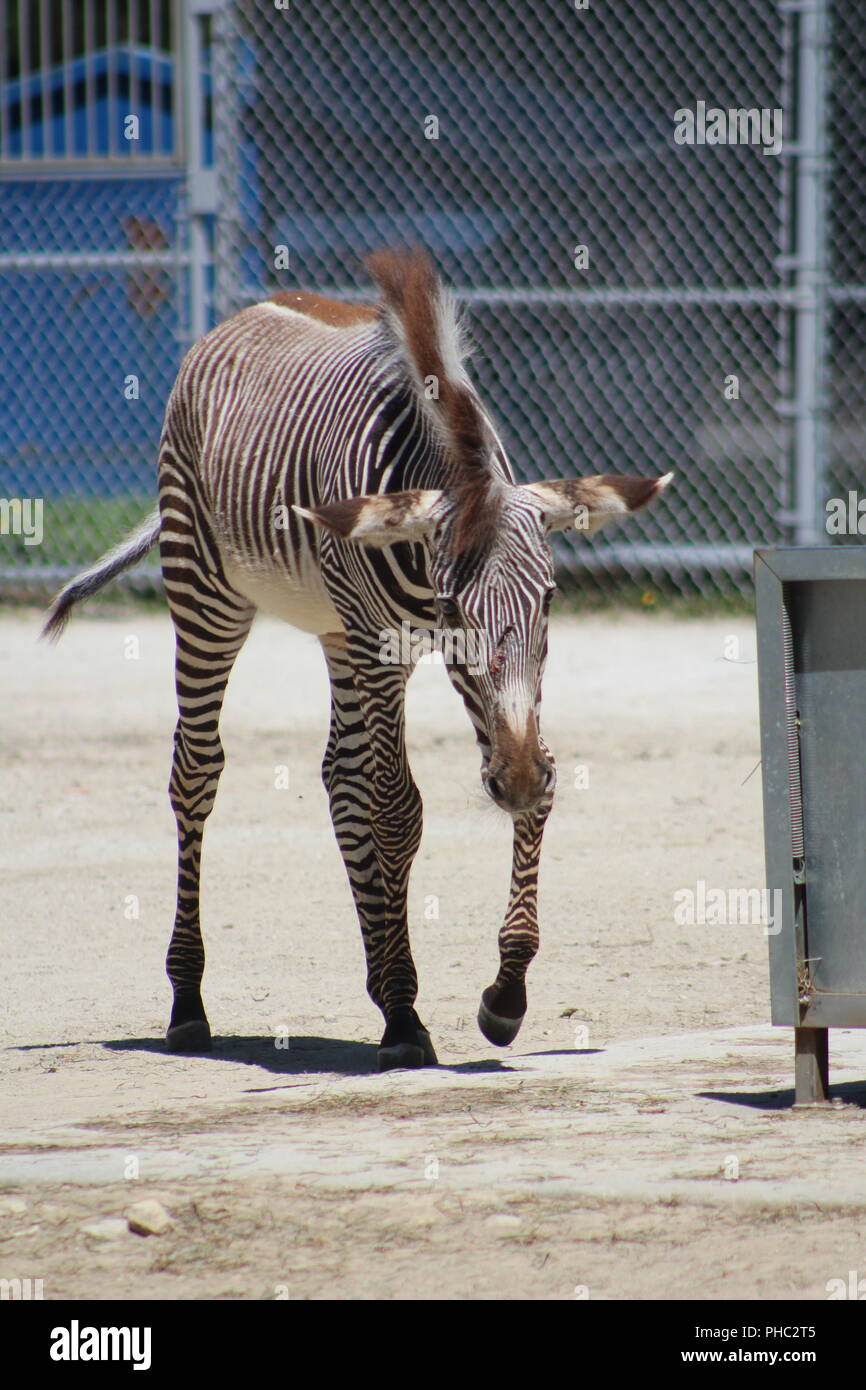 Di Grevy Zebra presso Brookfield Zoo Foto Stock