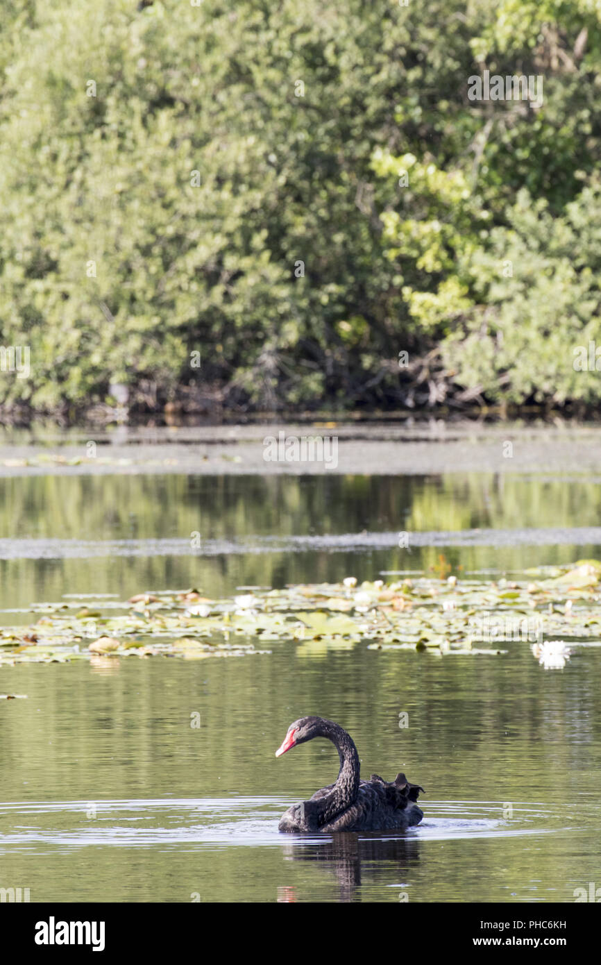 Black Swan Foto Stock