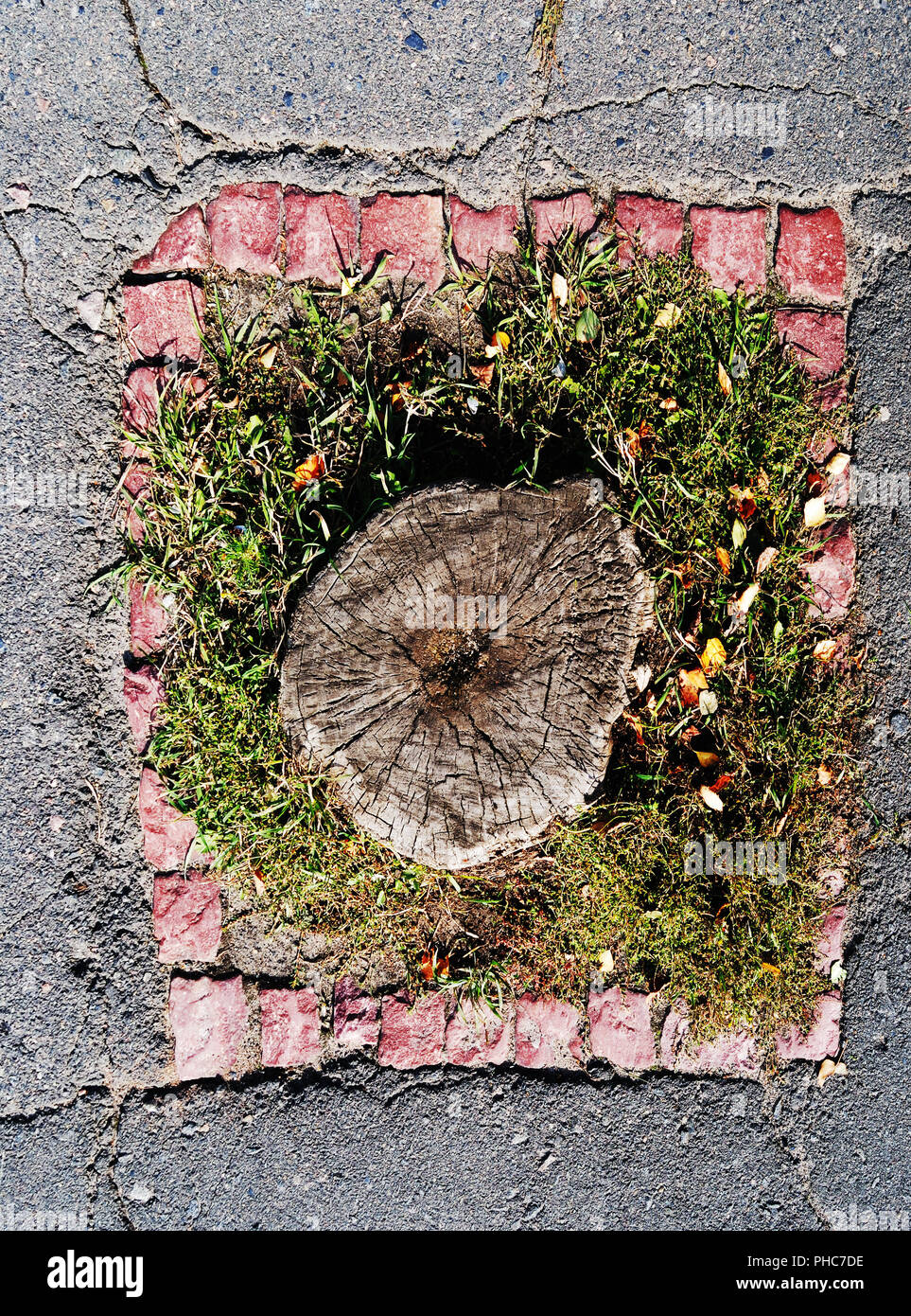 Il moncone nel centro del po' erba-plot Foto Stock
