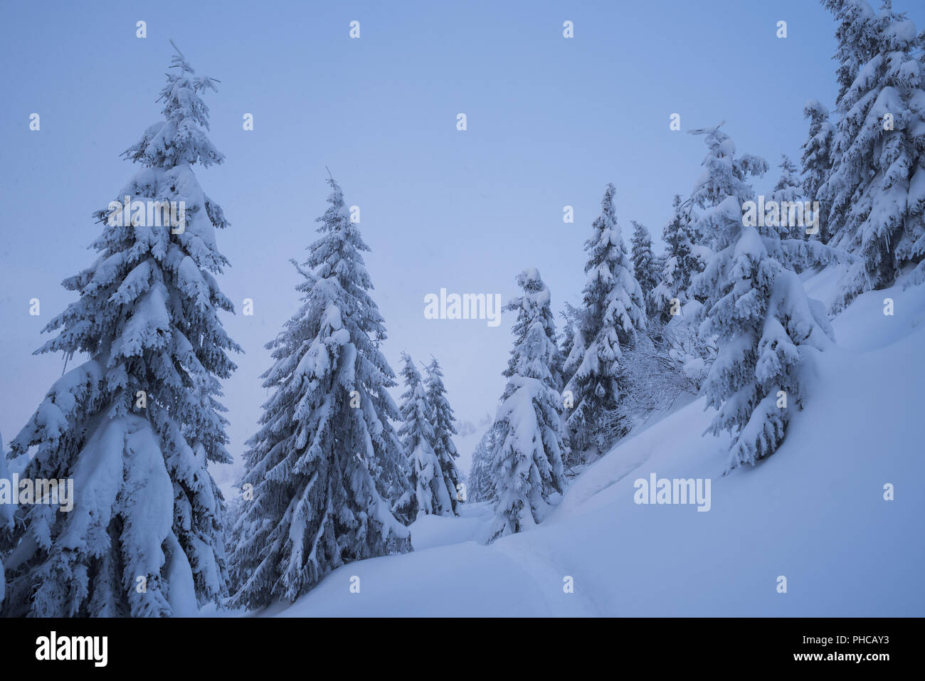 Foresta di inverno nella neve. Paesaggio di montagna con un sentiero. Frosty meteo. Crepuscolo serale. Sfondo naturale sul tema natale Foto Stock