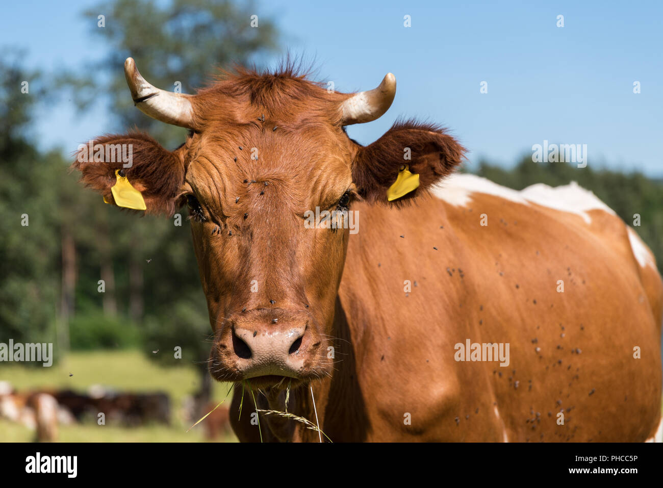 Ritratto di una mucca in pascolo Foto Stock