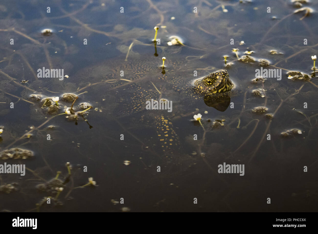 European pond terrapin Foto Stock
