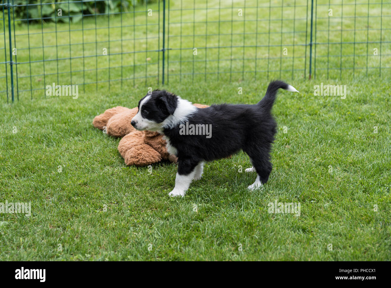 Cucciolo curiosamente esplora il giardino Foto Stock