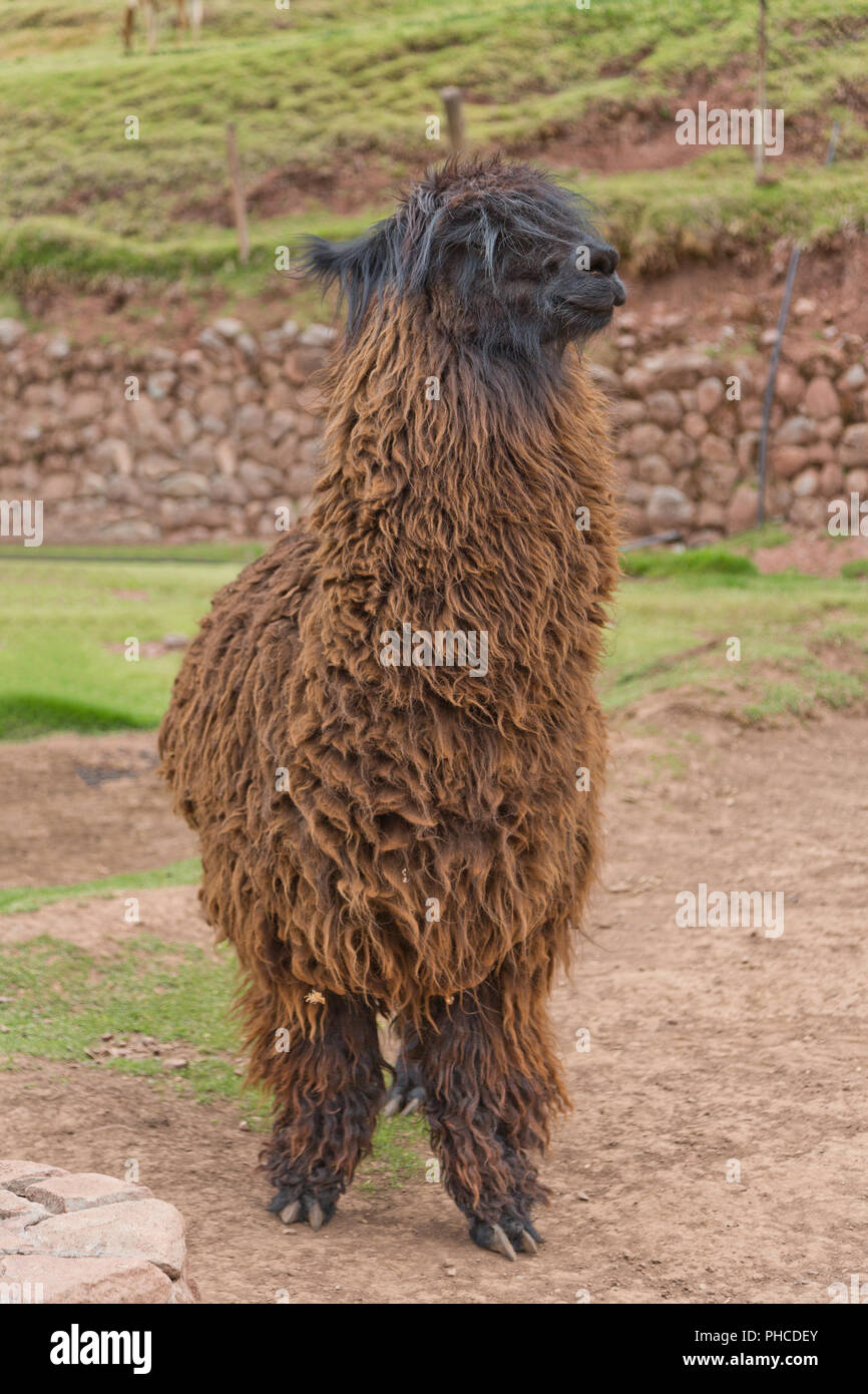 Alpaca suri immagini e fotografie stock ad alta risoluzione - Alamy