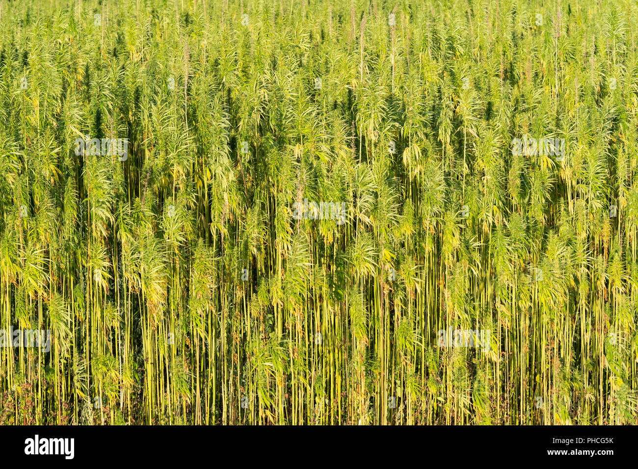 Canapa industriale matura (Cannabis Sativa) Crescere in un campo della bassa Austria Foto Stock