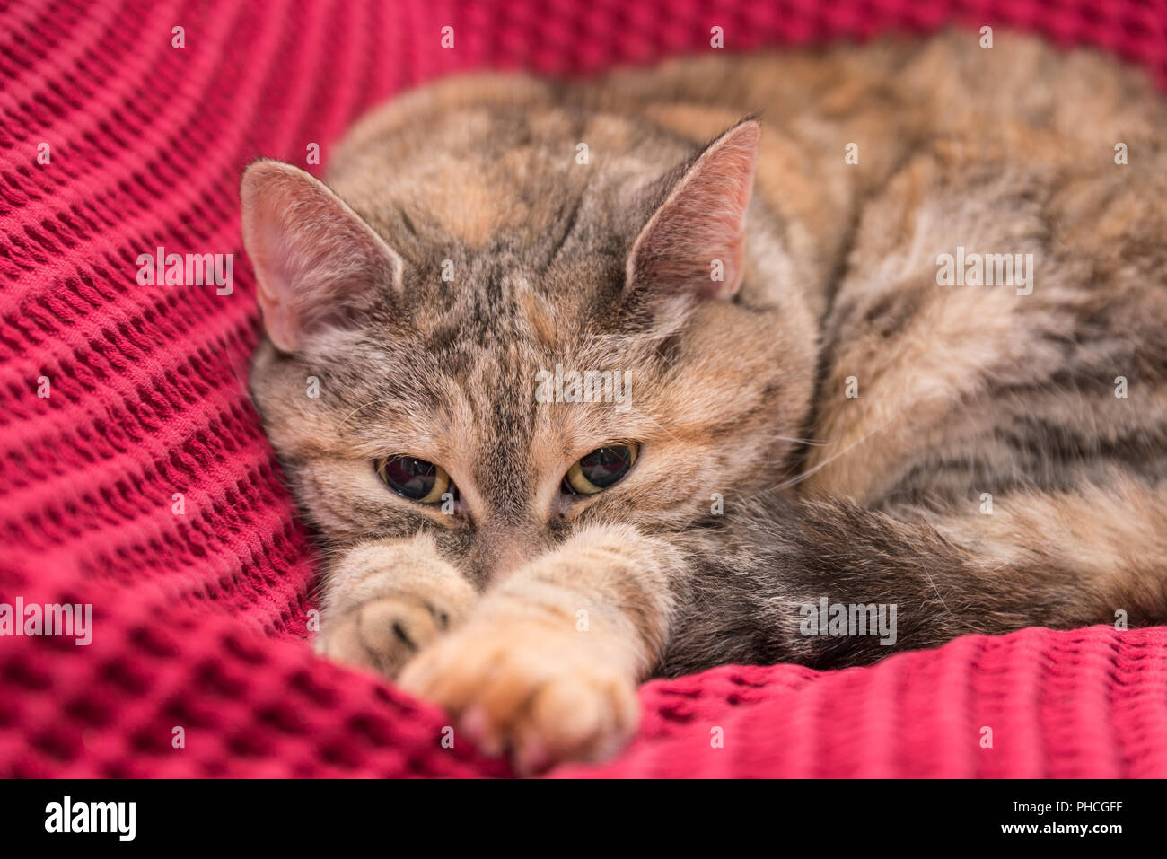 Grigio gatto domestico si trova accogliente sulla coperta rosa - close-up Foto Stock