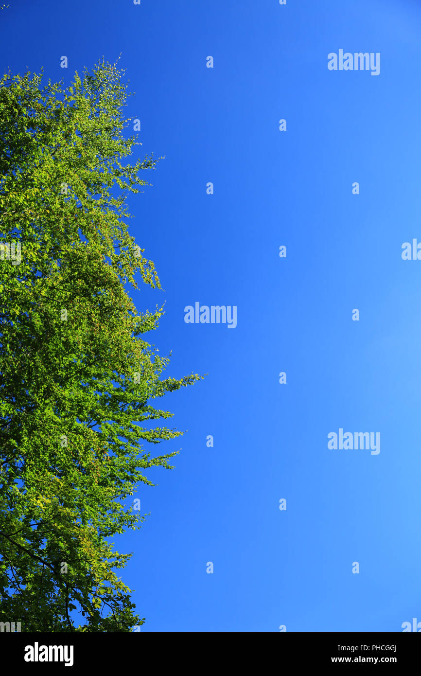 Background: delle chiome contro un cielo blu Foto Stock
