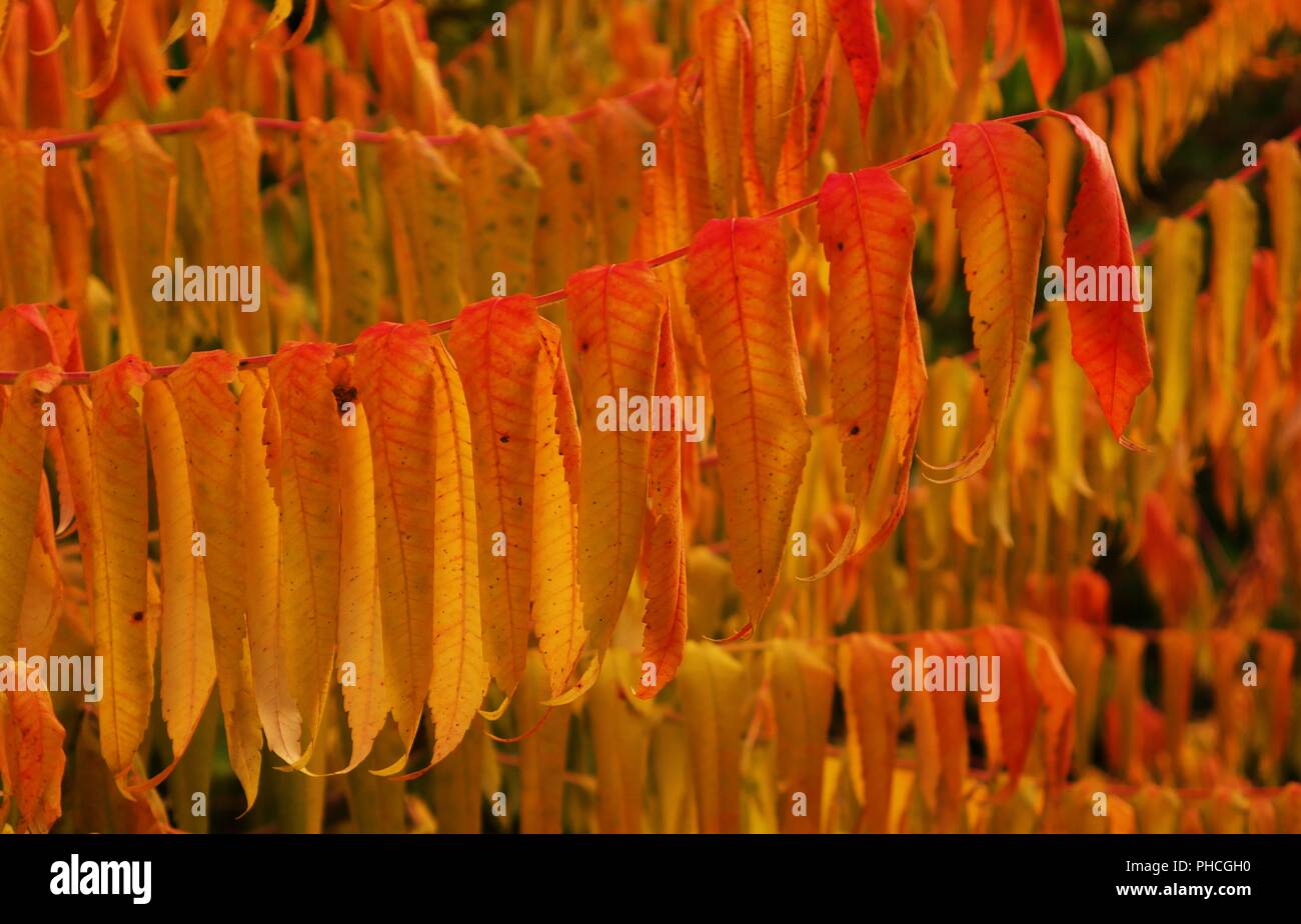 Foglie colorate su un ramo in autunno close up Foto Stock