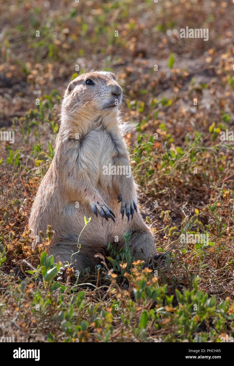 Nero-tailed prairie dog (Cynomys ludovicianus) guardando intorno in highland prairie, Dakota del Sud, Stati Uniti d'America. Foto Stock
