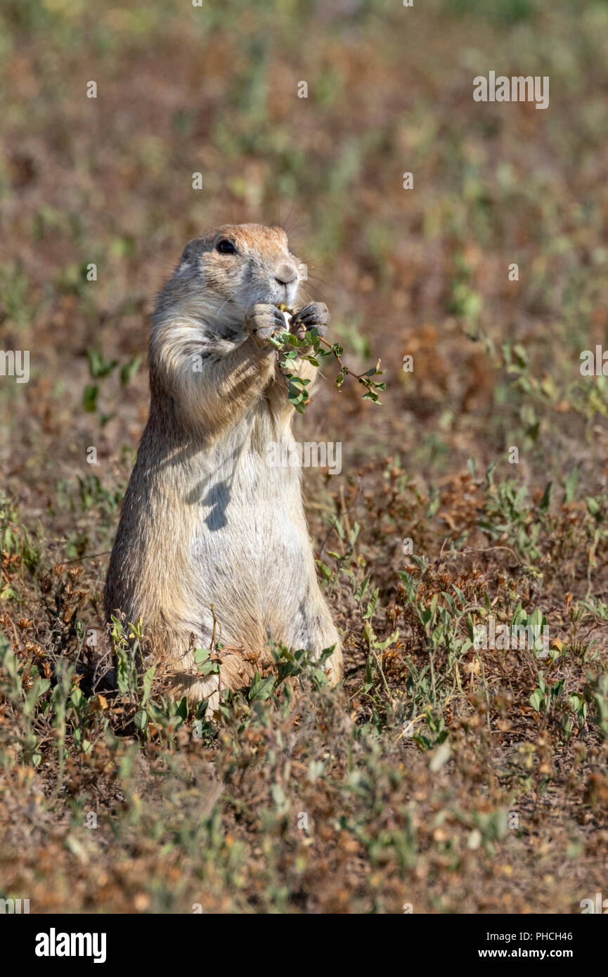 Nero-tailed prairie dog (Cynomys ludovicianus) mangiare erba in highland prairie, Dakota del Sud, Stati Uniti d'America. Foto Stock
