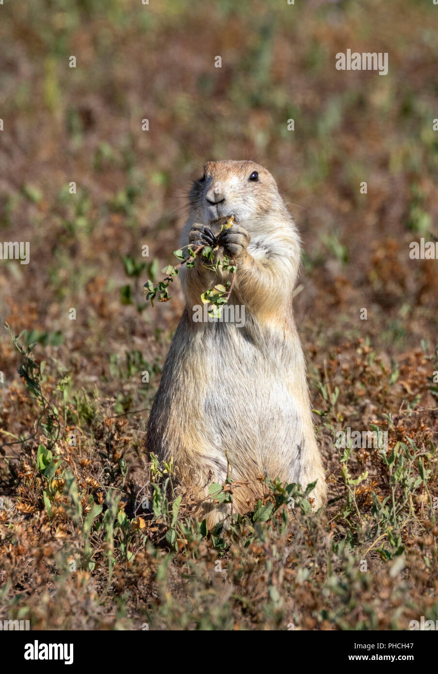Nero-tailed prairie dog (Cynomys ludovicianus) mangiare erba in highland prairie, Dakota del Sud, Stati Uniti d'America. Foto Stock