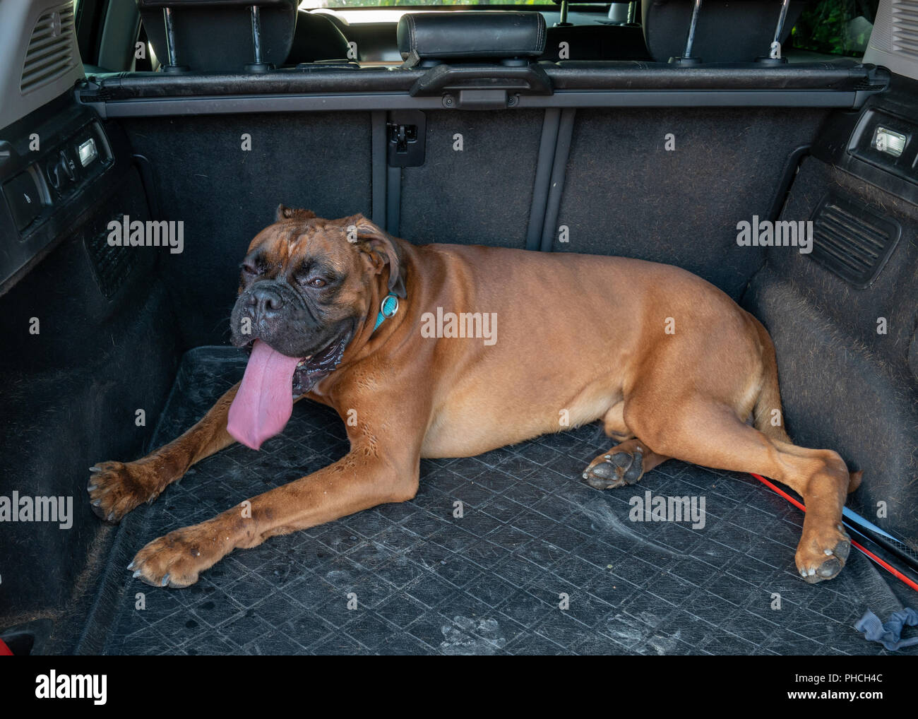 Trieste, 19 agosto 2018. Un cane Boxer (boxer tedesche) riposa in un baule auto dopo una sessione di formazione. Foto di Enrique Shore Foto Stock