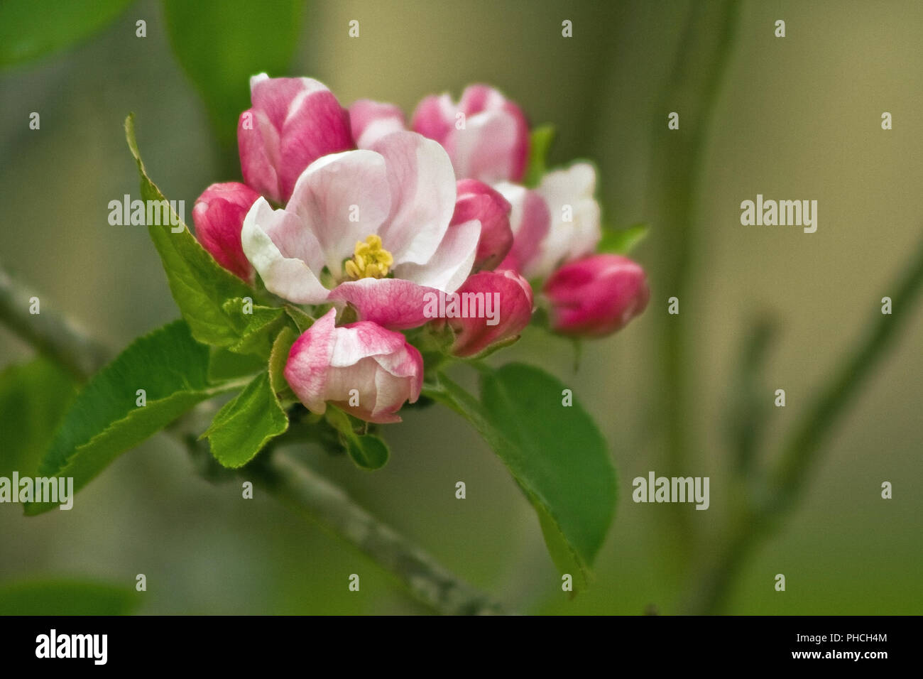 Apple Blossom in primavera Foto Stock