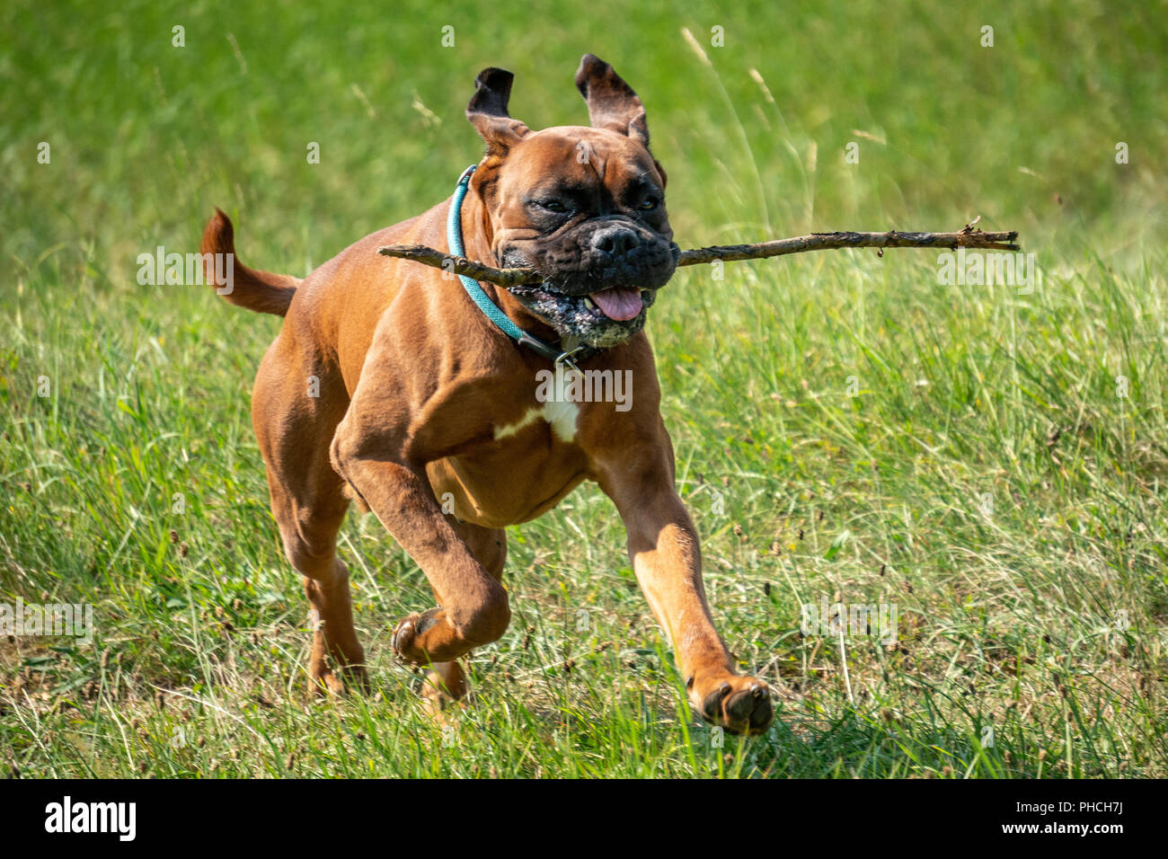 Trieste, 19 agosto 2018. Un cane Boxer (boxer tedesche) recupera un bastone di legno. Foto di Enrique Shore Foto Stock