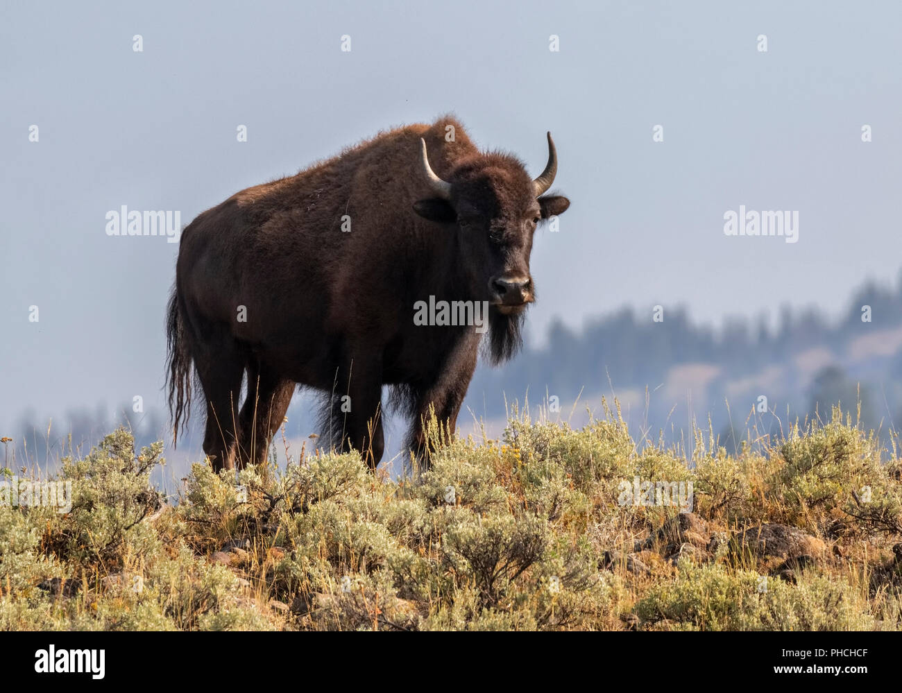 I bisonti americani (Bison bison) maschio in highland prairie, il Parco Nazionale di Yellowstone, Wyoming USA Foto Stock