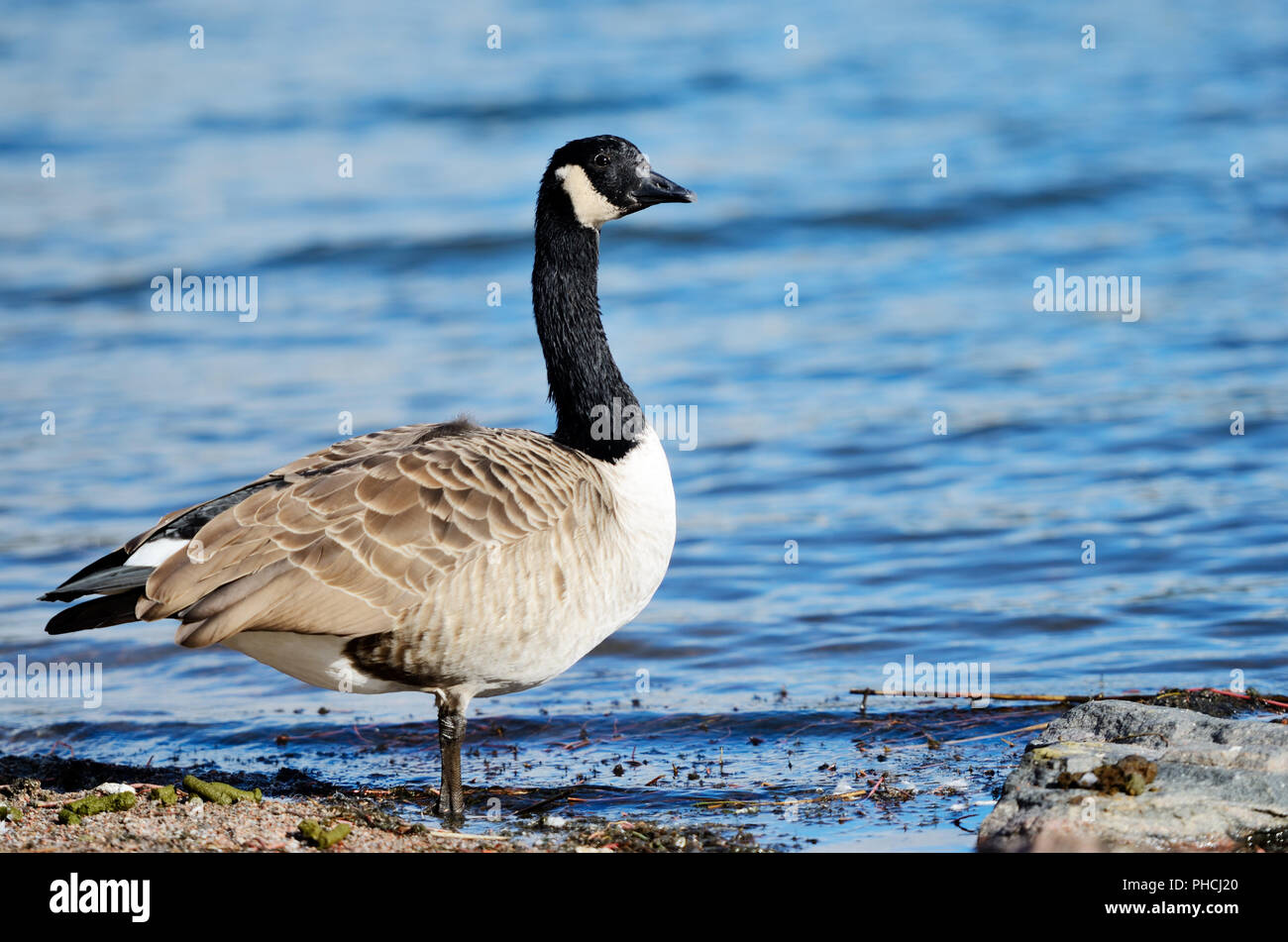 Goose sulla costa del golfo del Mar Baltico Foto Stock