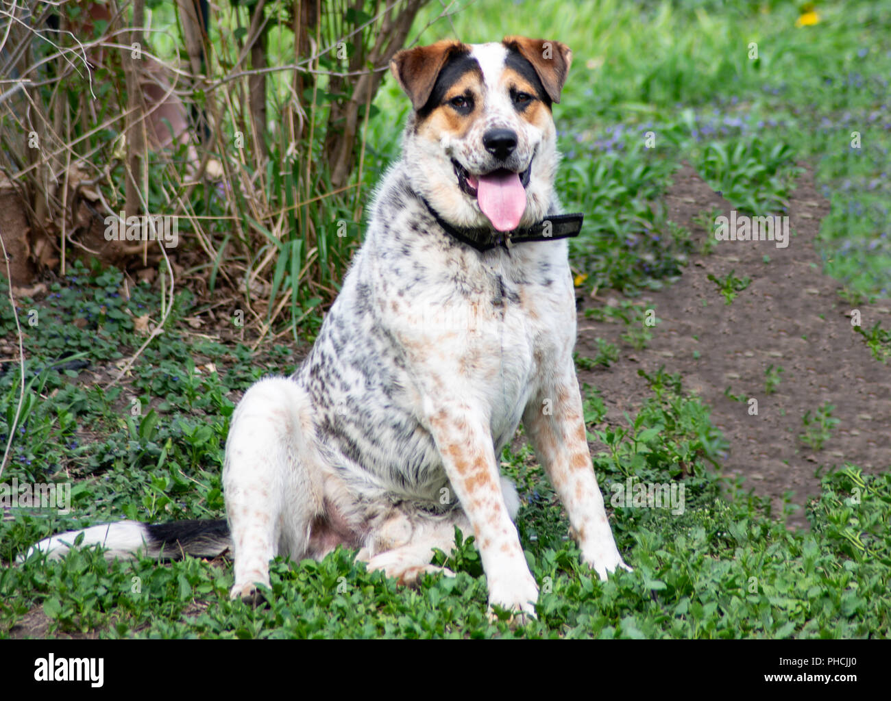 Il mio Blue Heeler / Miniature pinscher, Mix dalmata cucciolo, Rex nel cortile posteriore avente un buon momento essendo un goofball e posa! Foto Stock