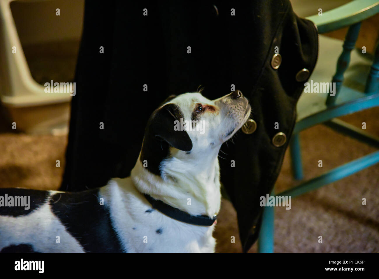 Spot il cane, uno sconosciuto mix-razza mutt ma un adorabile creatura tuttavia Foto Stock
