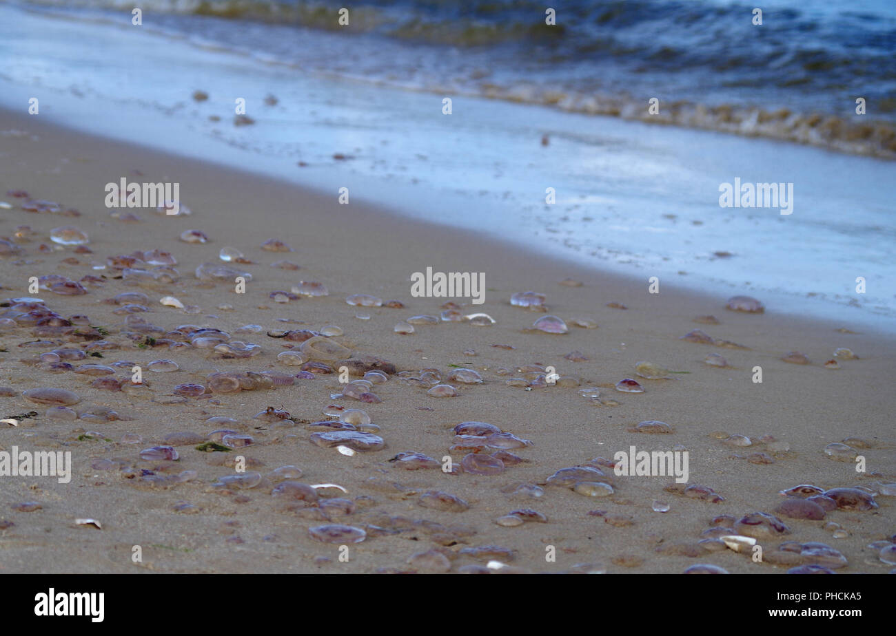 Meduse comune Foto Stock