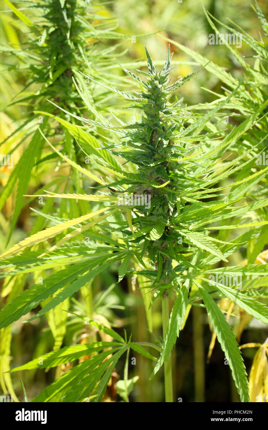Pianta della canapa, campo di canapa, agricoltura Foto Stock