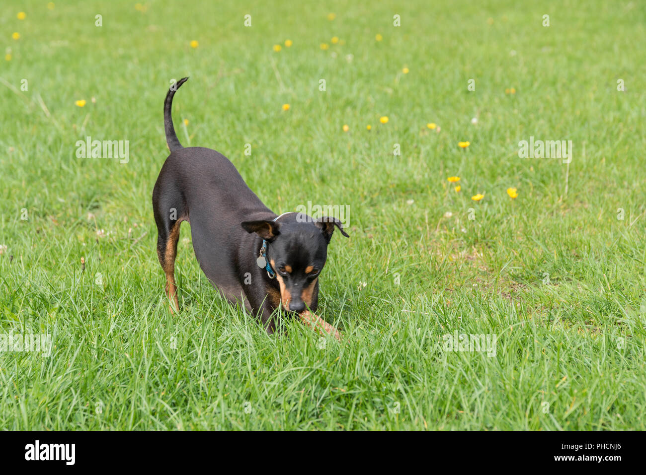 Piccolo cane sta giocando nel prato Foto Stock