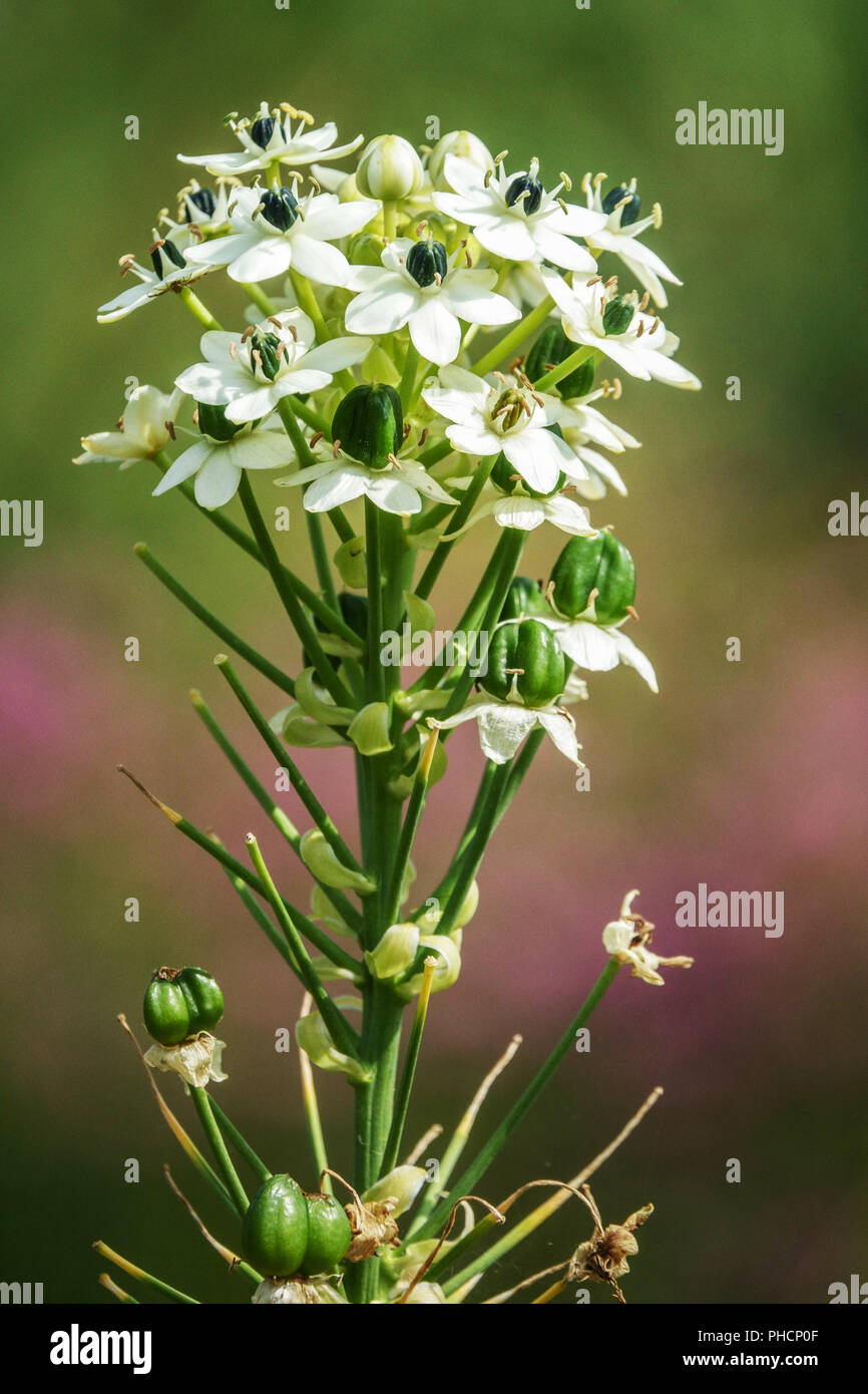 Stella di Betlemme, Ornithogalum arabica Foto Stock