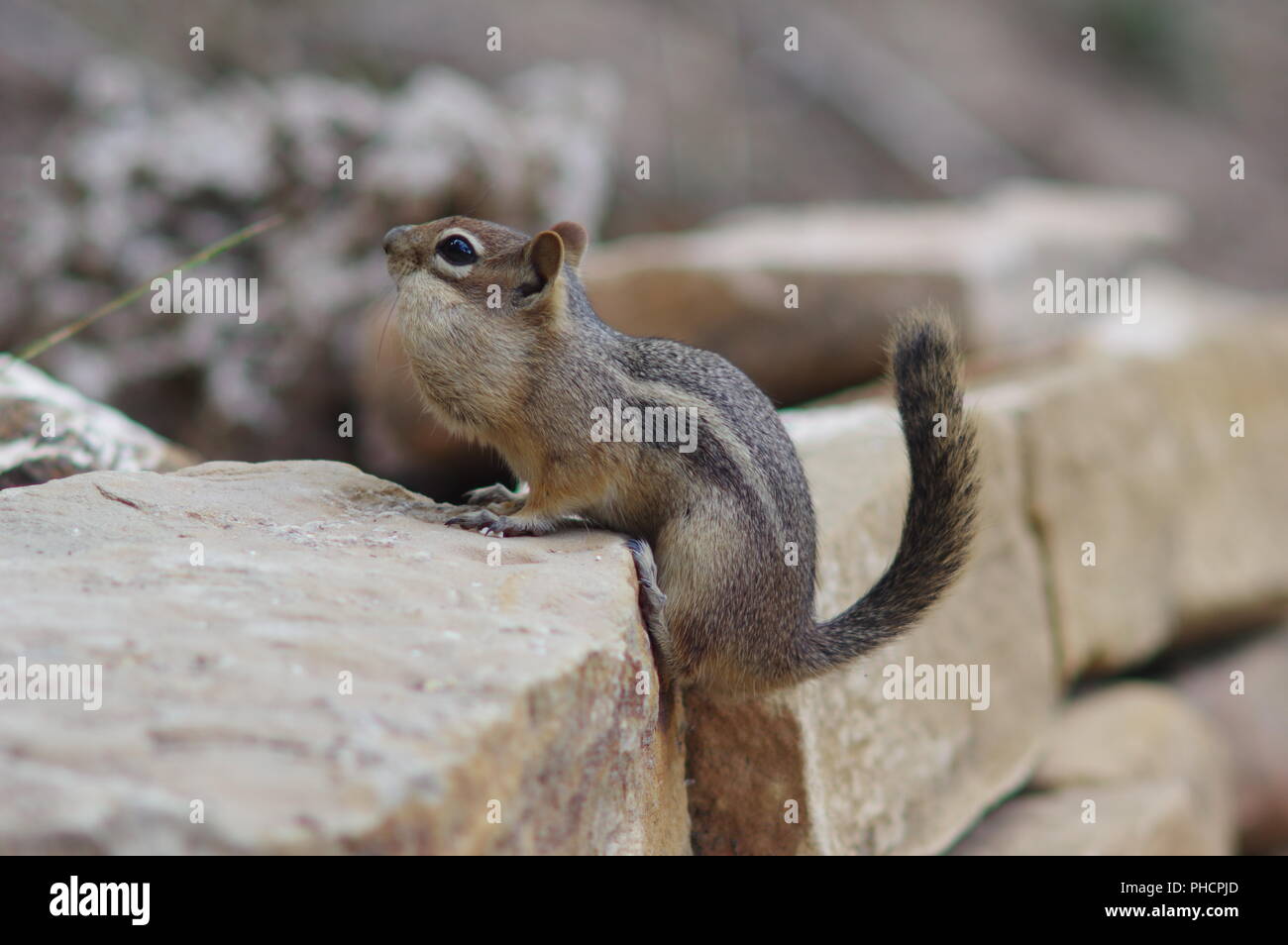 Uno scoiattolo con le sue guance pieno Foto Stock