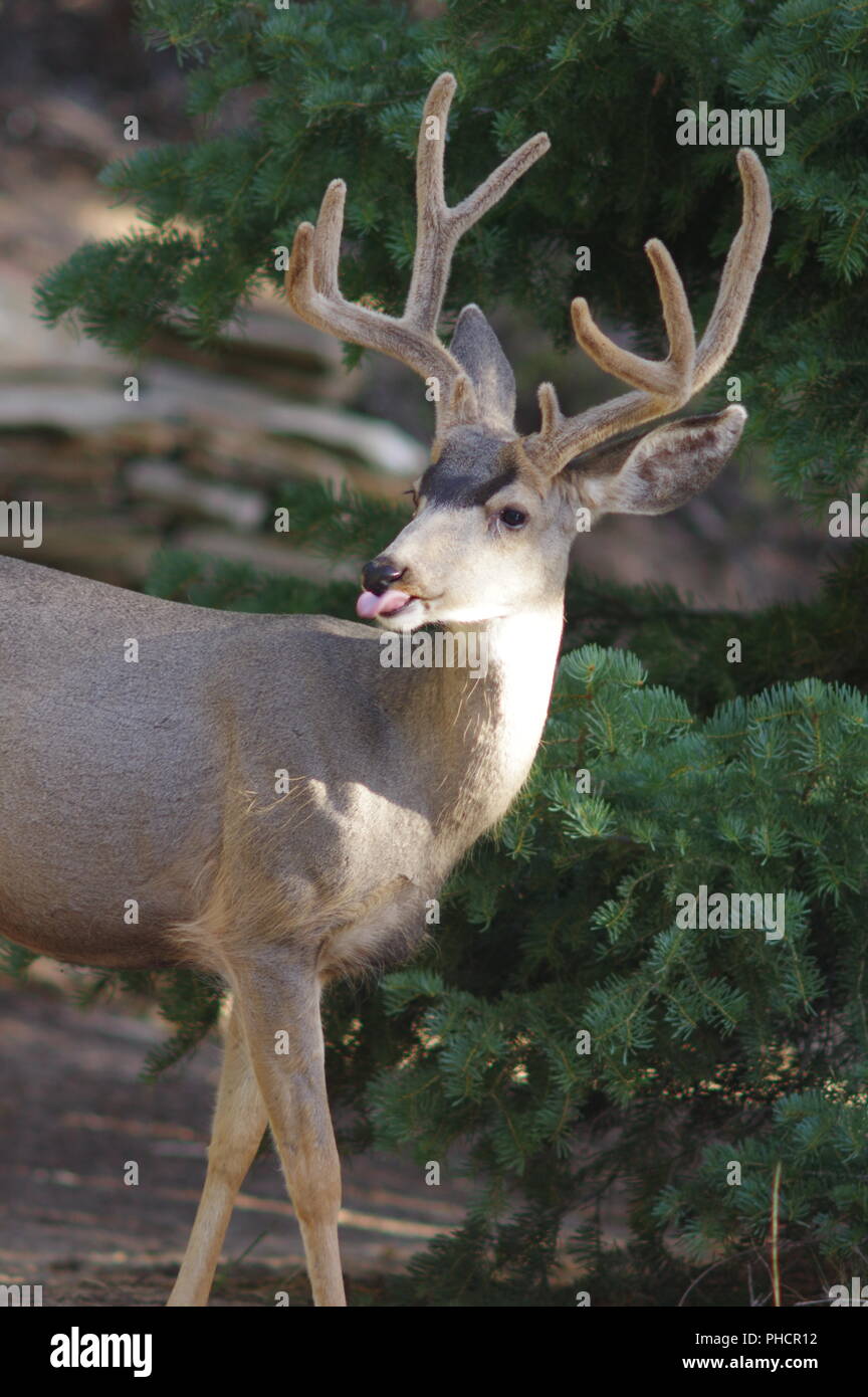 Wild Mule Deer Buck che agisce come vuole essere photoed Foto Stock