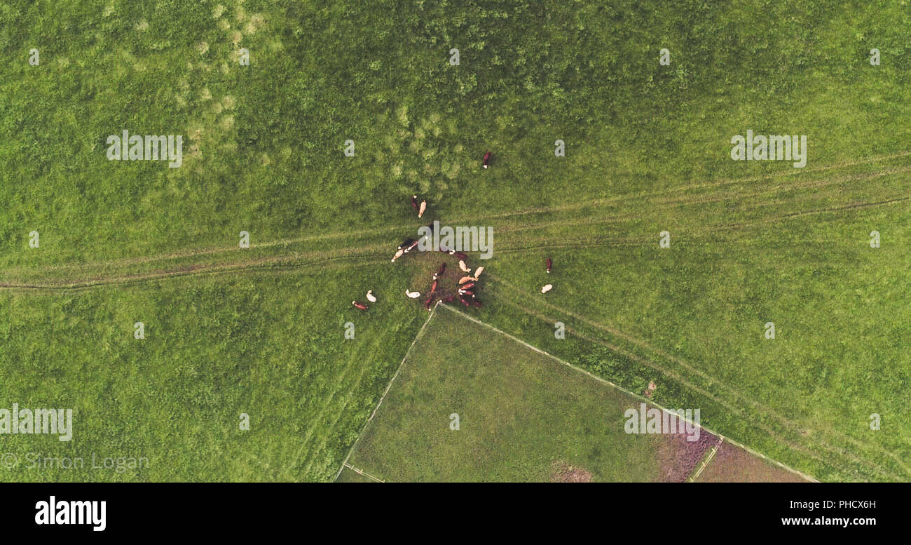 Un' antenna a birdseye vista di una mandria di mucche in un campo nella campagna inglese Foto Stock