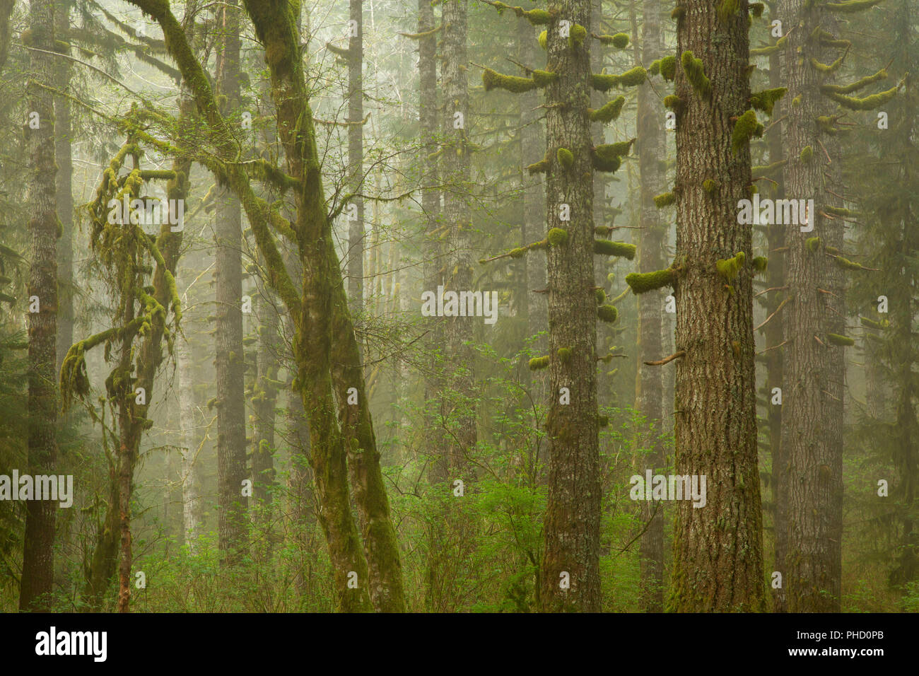 Douglas firs nella nebbia al Lago Hebo, Siuslaw National Forest, Oregon Foto Stock