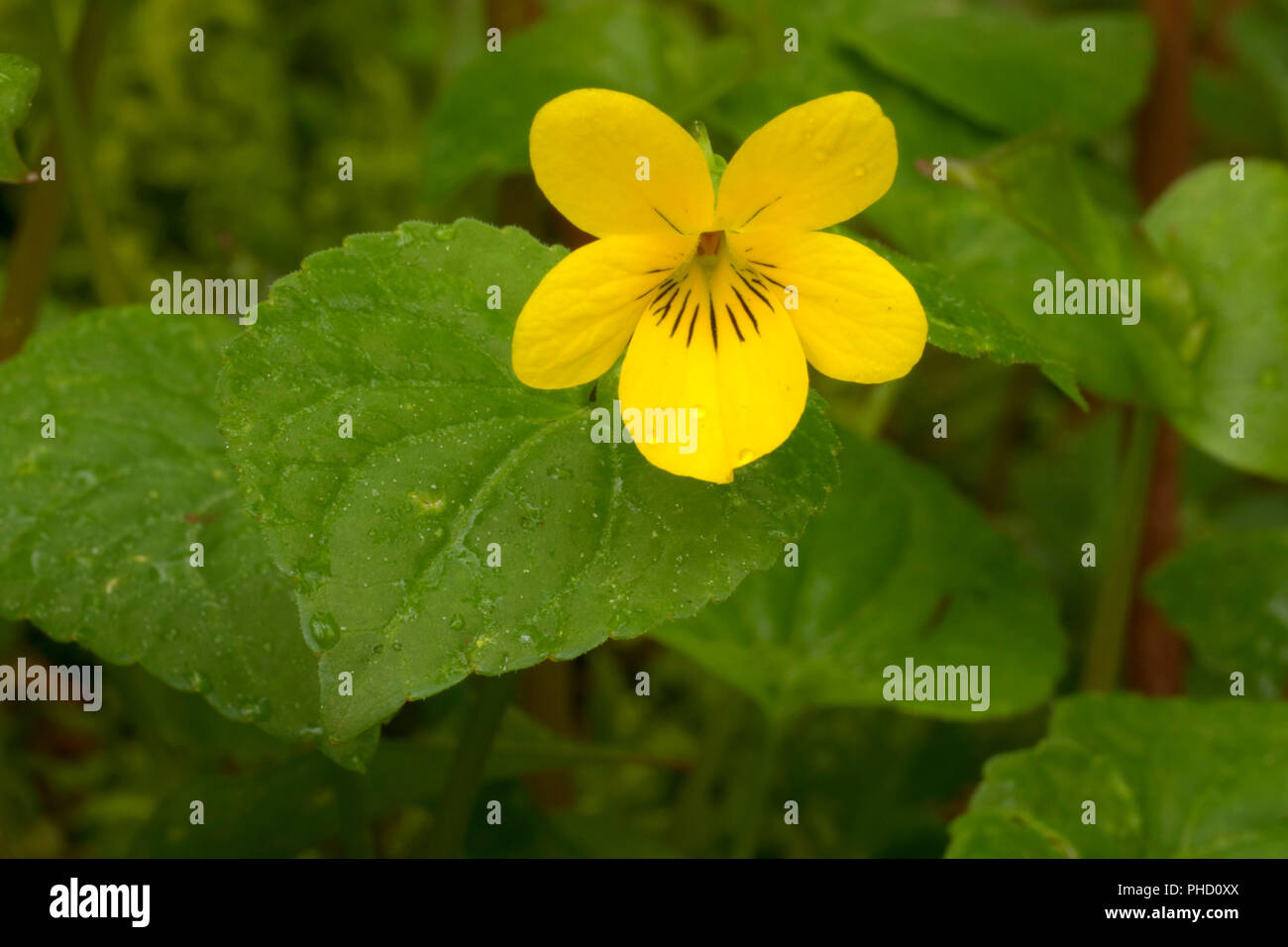 Viola di legno lungo Pioneer Indian Trail, Siuslaw National Forest, Oregon Foto Stock