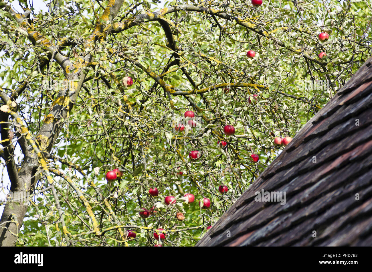 Albero con mature mele rosse Foto Stock
