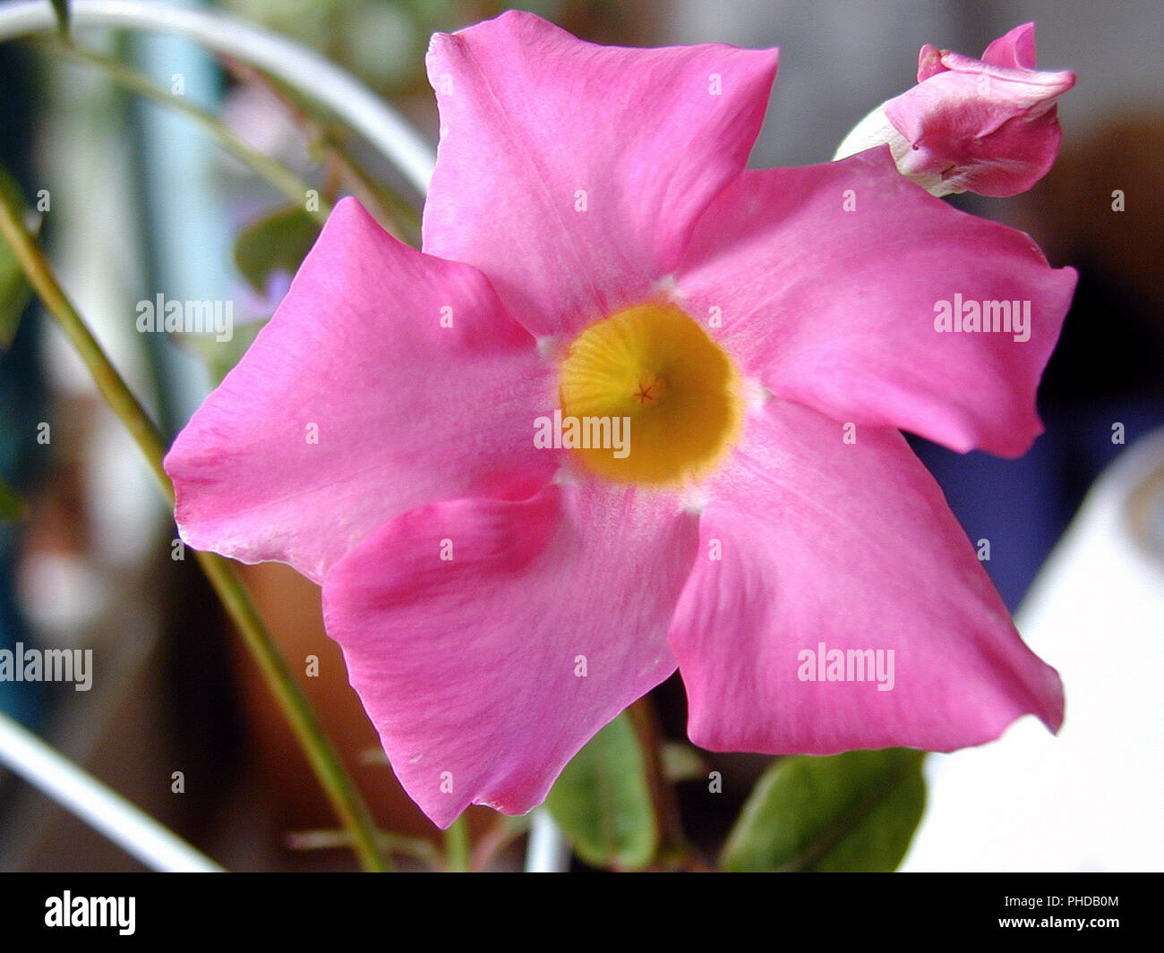 "Crema Rosa, Sundaville Red' Brasiliano gelsomino, Bägarranka (Dipladenia sanderi) Foto Stock
