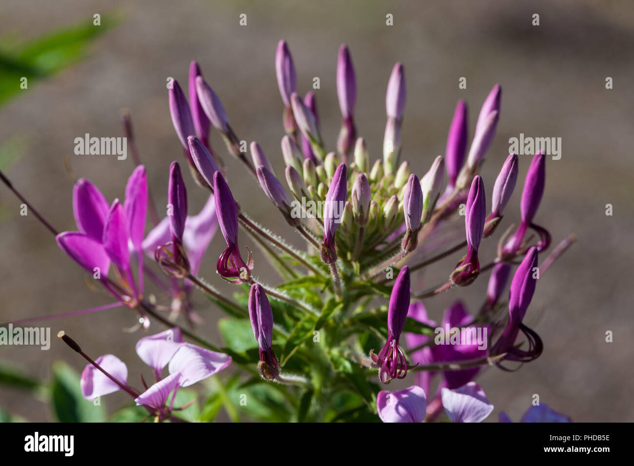 Fiore di ragno, Paradisblomster (Cleome hassleriana) Foto Stock