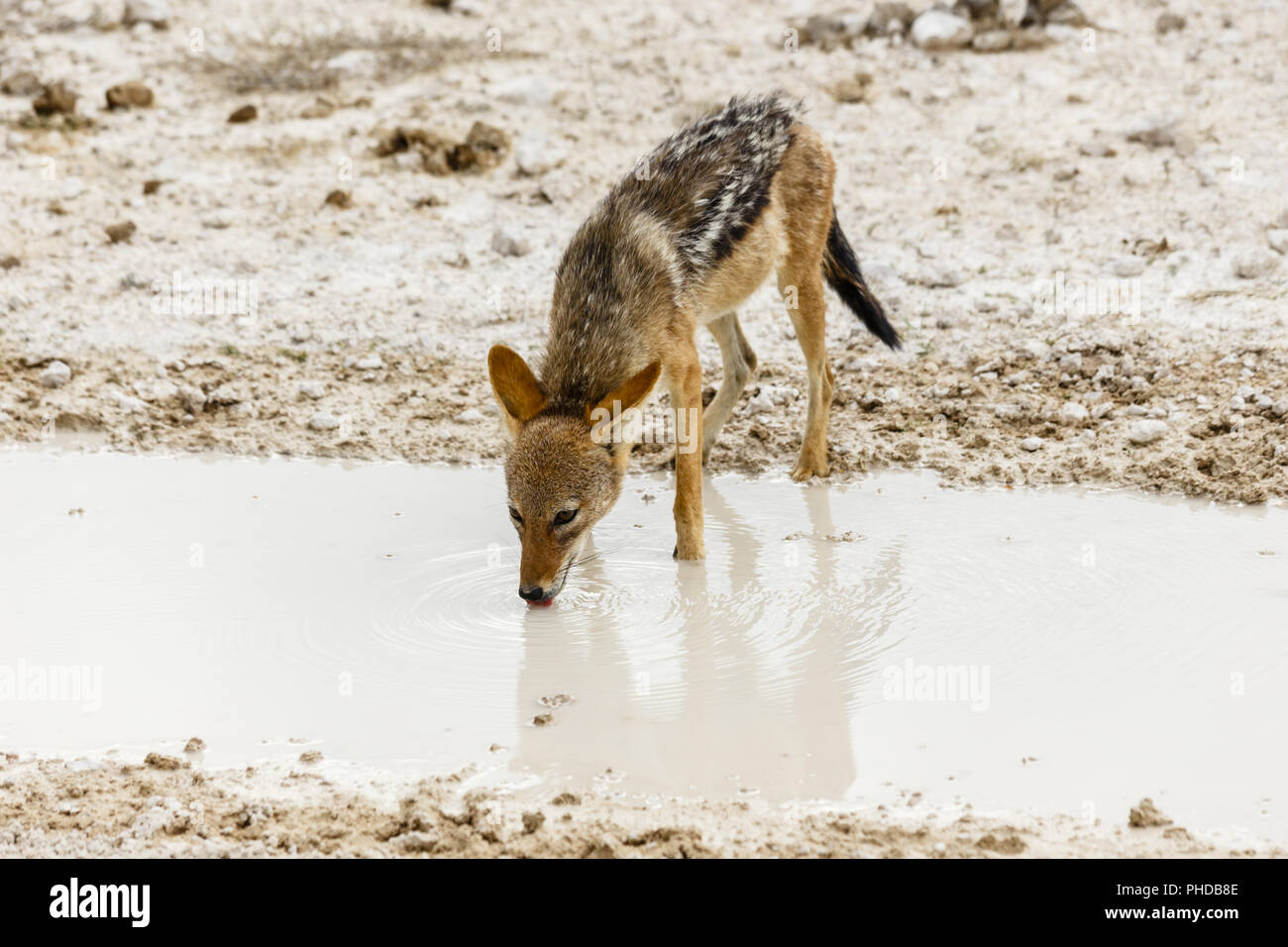 Nero-backed jackal, Canis mesomelas Foto Stock