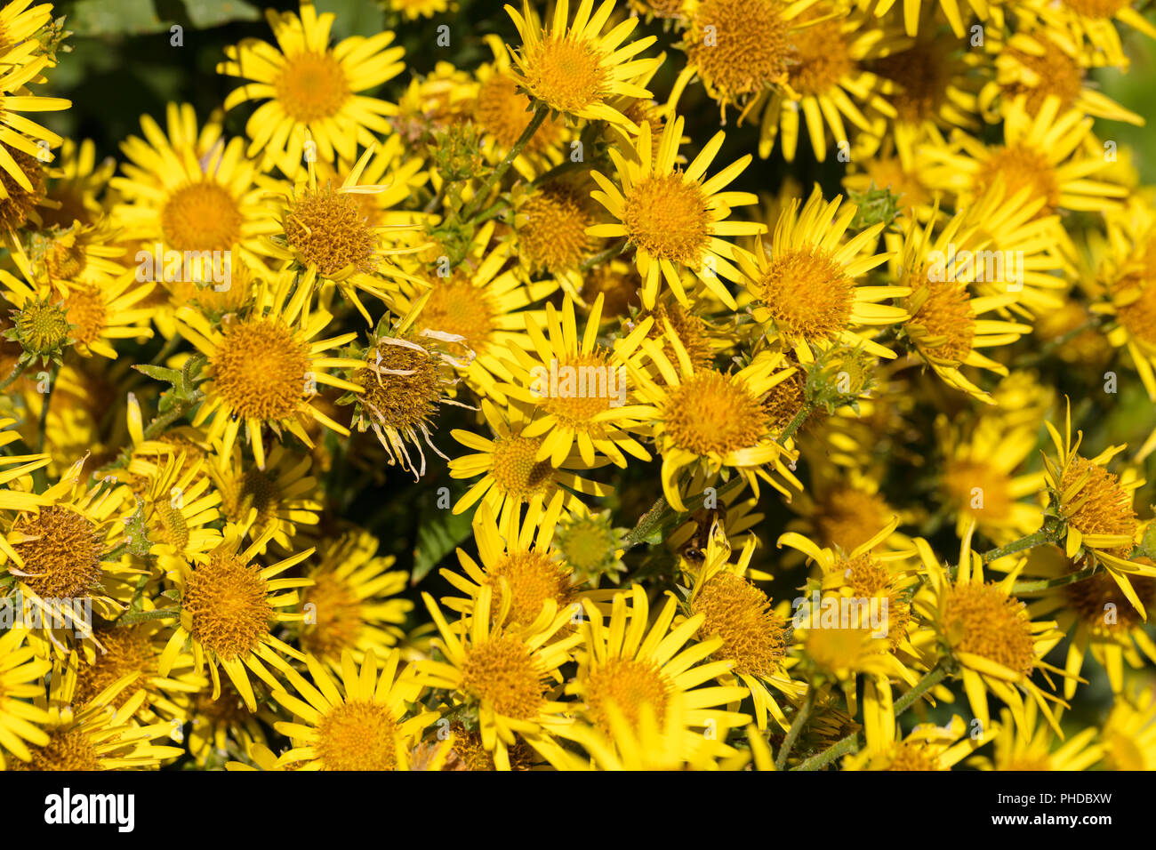 Doronique Corse, Aronicum corsicum (Doronicum corsicum) Foto Stock