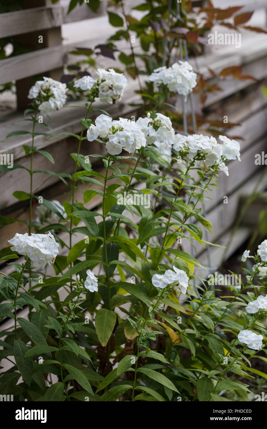 'Mia Ruys' giardino Phlox, Höstflox (Phlox paniculata) Foto Stock