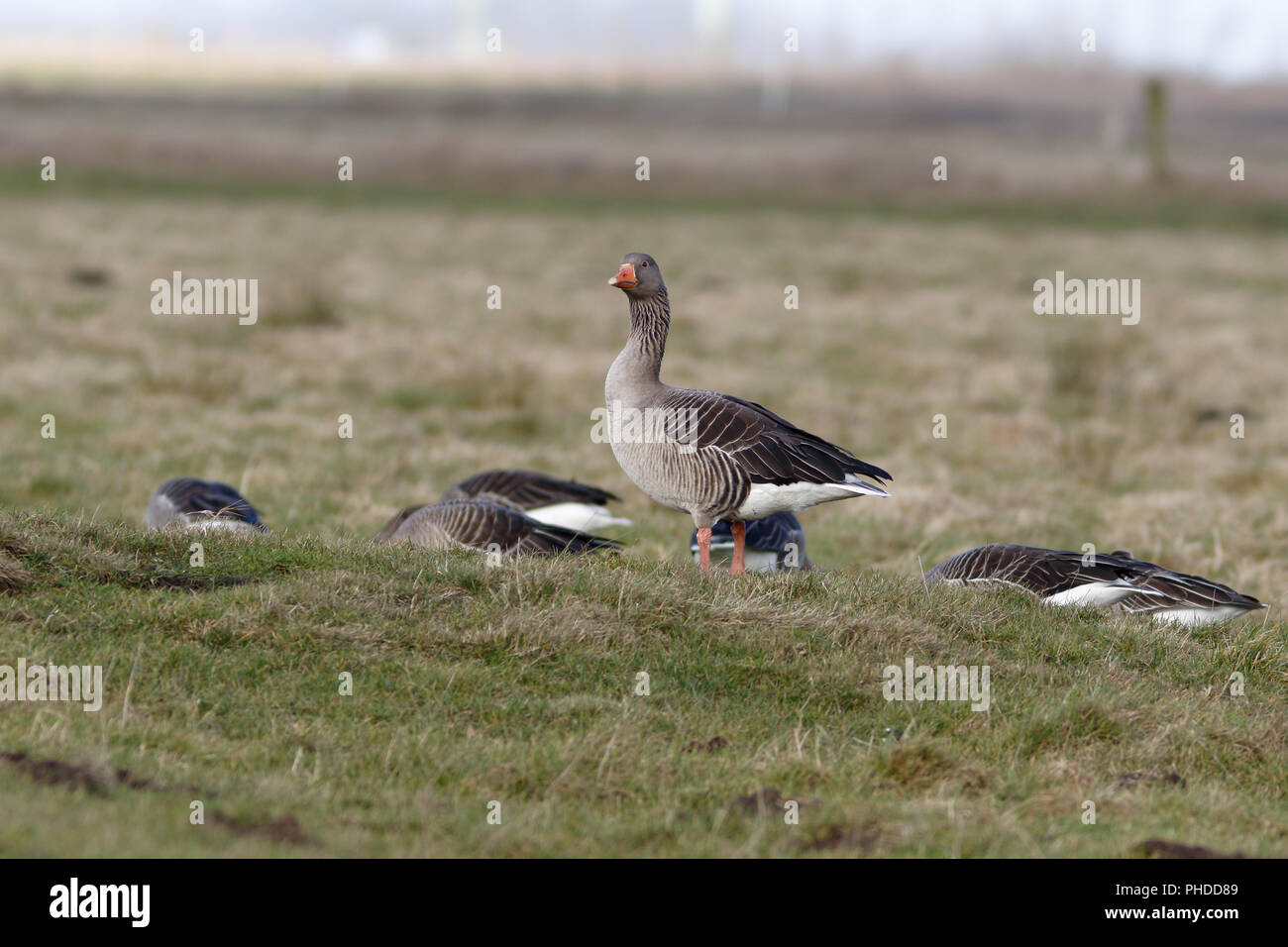 Un Grey Goose veglia Foto Stock