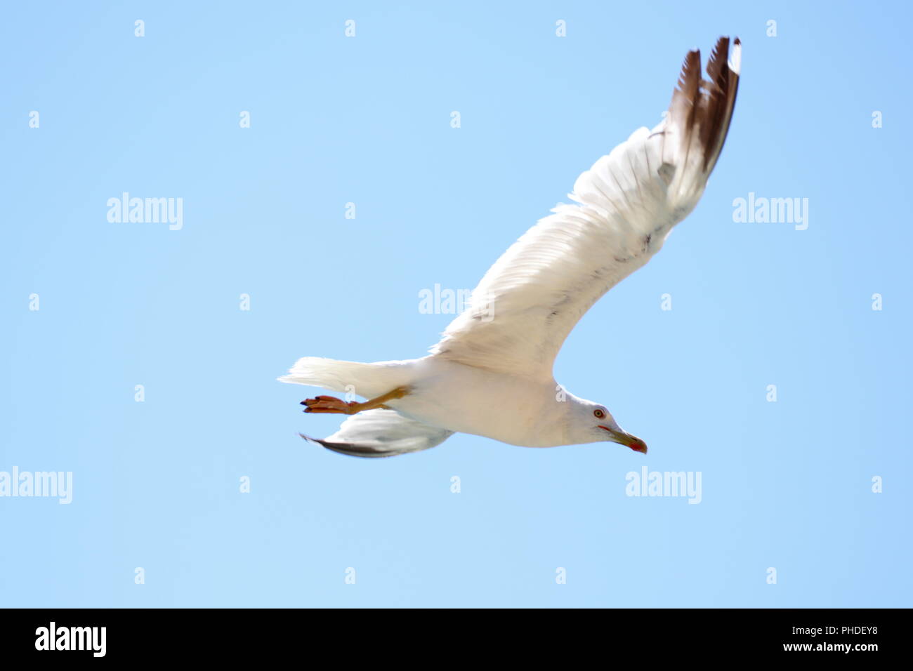 Flying sea-gull Foto Stock