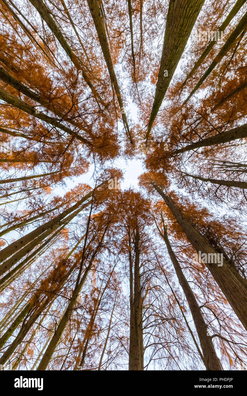 Metasequoia boschi in autunno Foto Stock