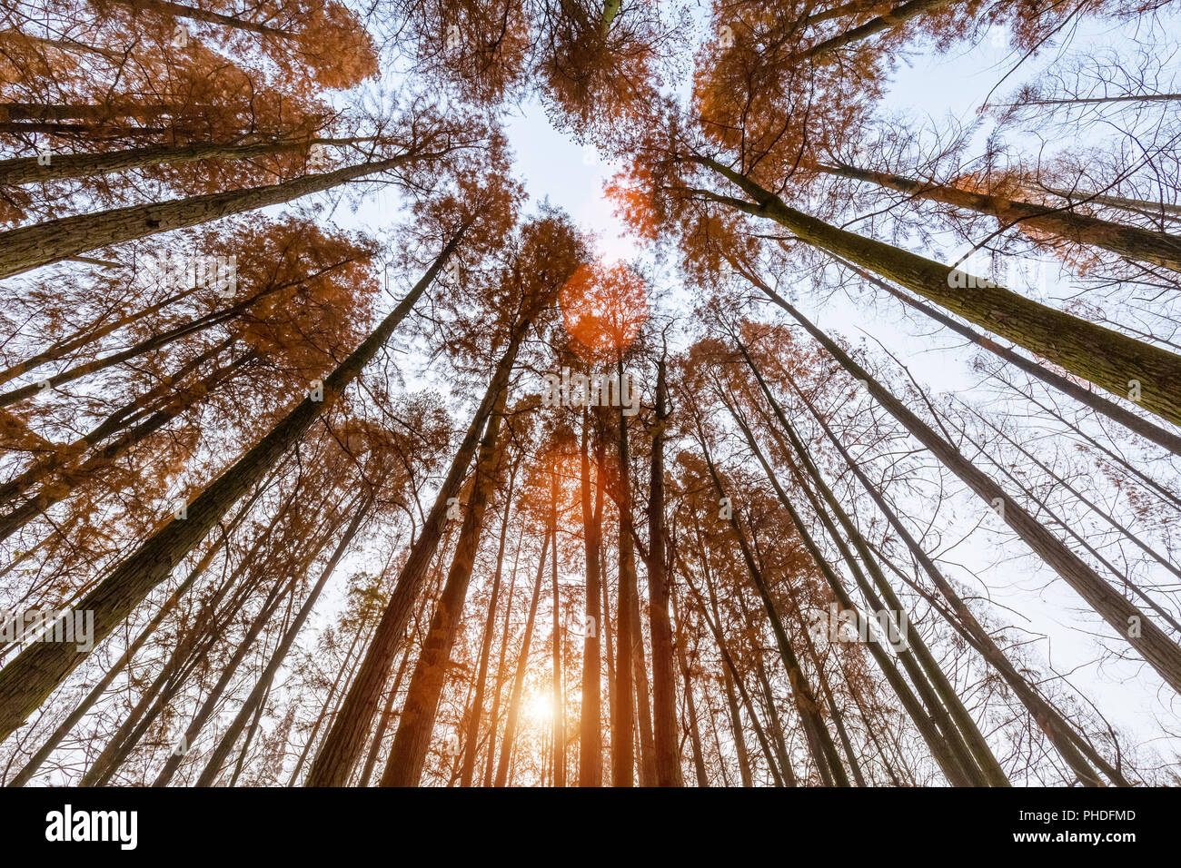 Metasequoia boschi in autunno Foto Stock
