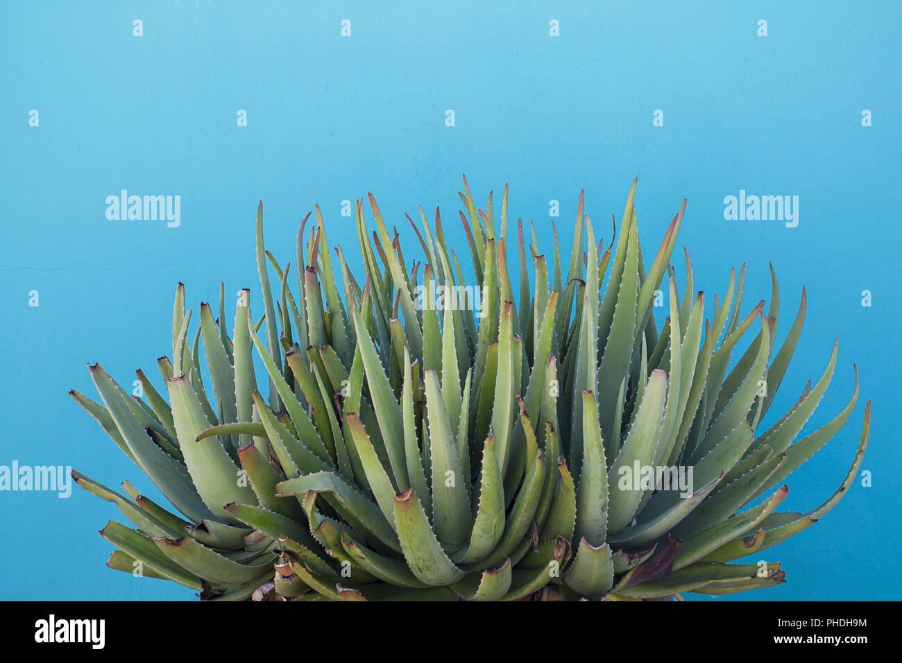 Grandi piante di aloe Foto Stock